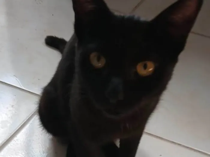 Gato ra a SRD-ViraLata idade 2 a 6 meses nome Black Kitkat