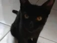 Black Kitkat