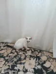 Maomao