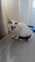 Maomao