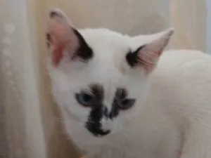 Gato raça SRD-ViraLata idade 2 a 6 meses nome Maomao
