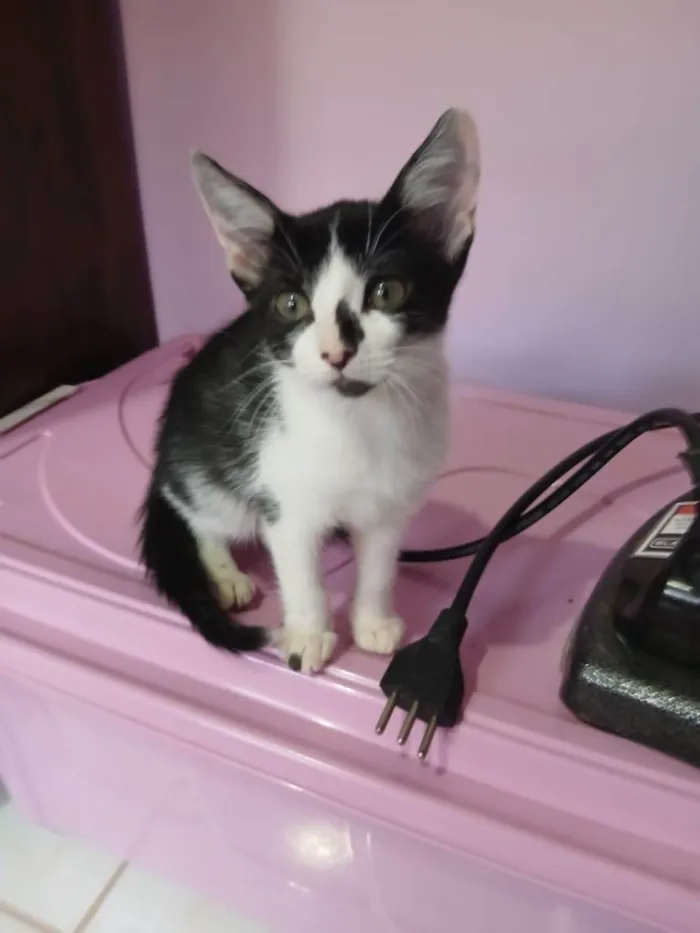 Gato ra a SRD-ViraLata idade 2 a 6 meses nome Meimei