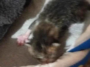 Gato raça SRD-ViraLata idade Abaixo de 2 meses nome Estrela 