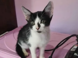 Gato raça SRD-ViraLata idade 2 a 6 meses nome Meimei