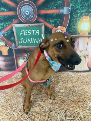Cachorro raça SRD-ViraLata idade 2 anos nome LUNA