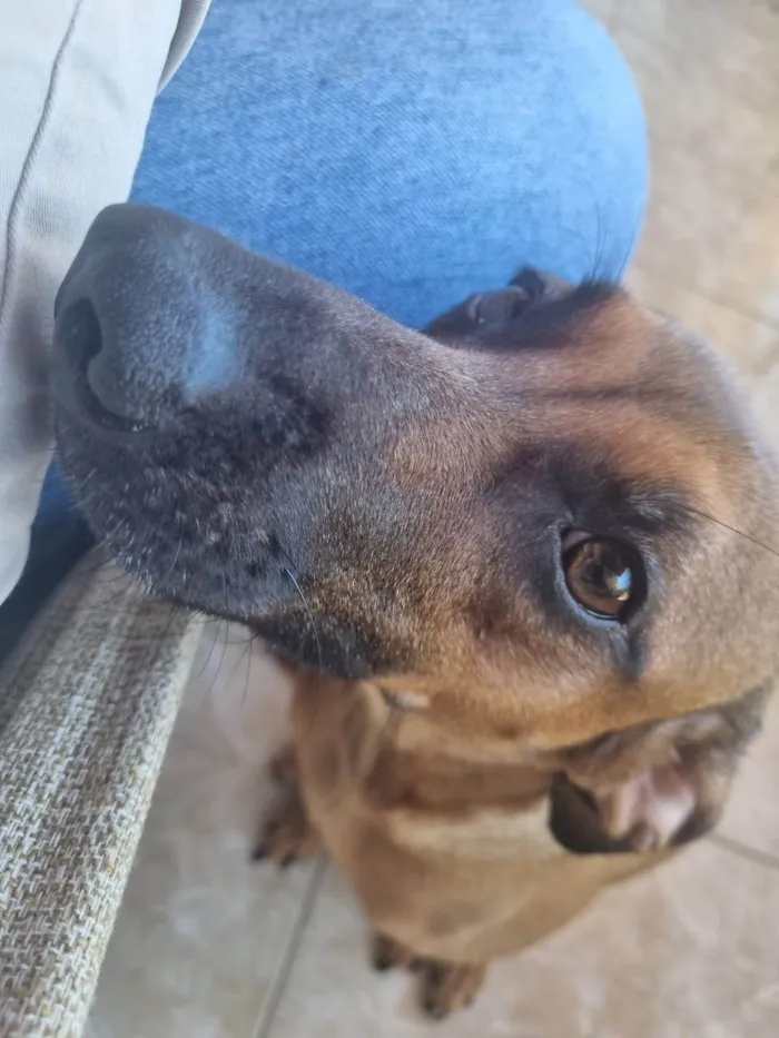 Cachorro ra a SRD-ViraLata idade 2 anos nome LUNA
