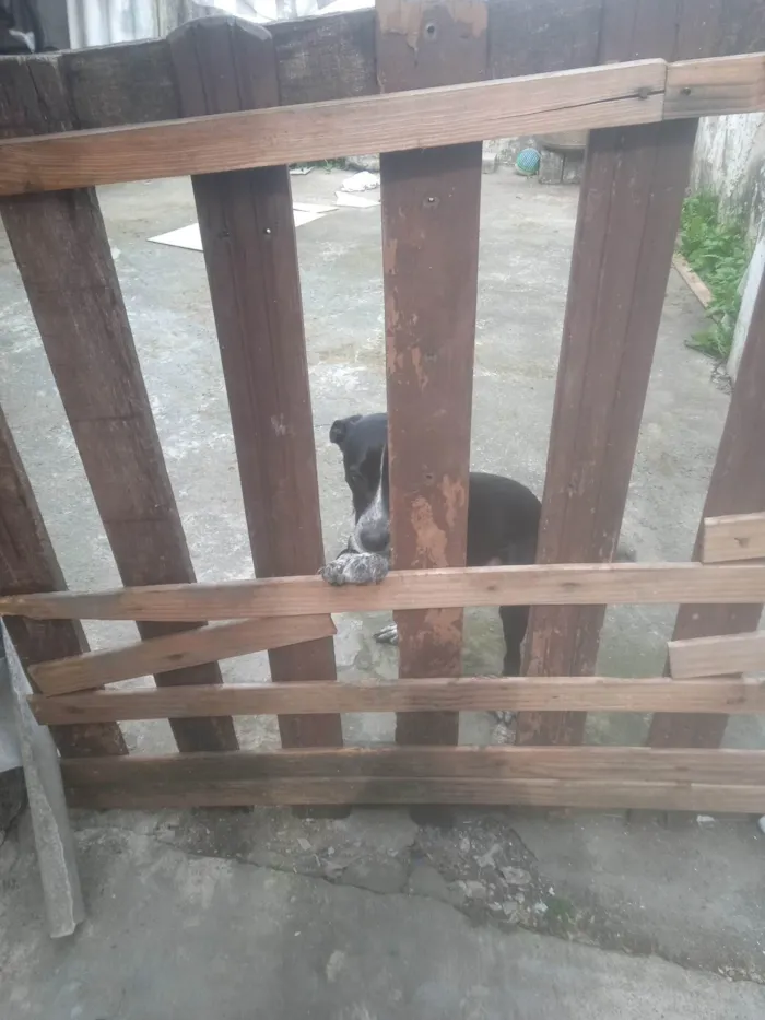 Cachorro ra a SRD-ViraLata idade 1 ano nome Thor 