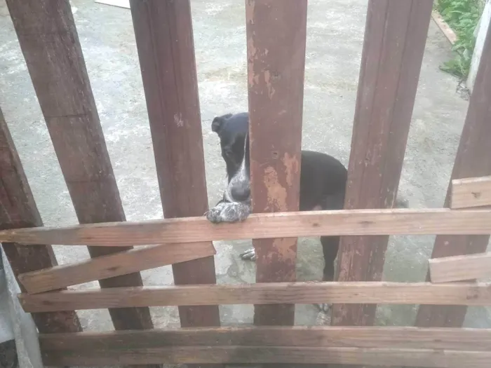 Cachorro ra a SRD-ViraLata idade 1 ano nome Thor 