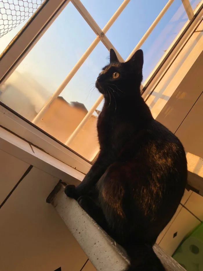 Gato ra a SRD-ViraLata idade 7 a 11 meses nome Nia 