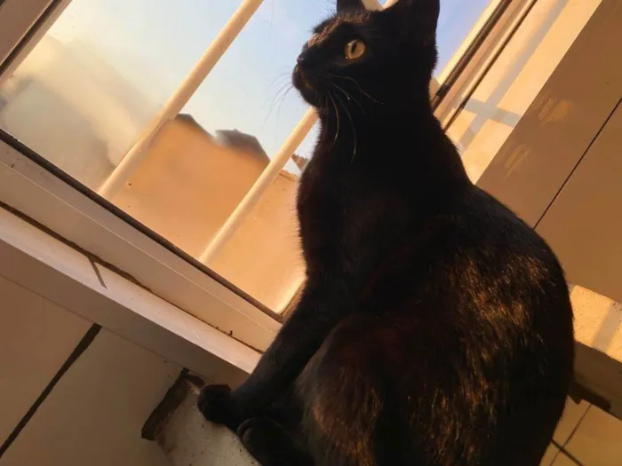Gato ra a SRD-ViraLata idade 7 a 11 meses nome Nia 