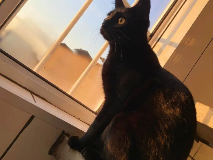 Gato ra a SRD-ViraLata idade 7 a 11 meses nome Nia 