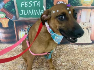 Cachorro raça SRD-ViraLata idade 2 anos nome LUNA