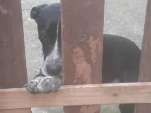 Cachorro raça SRD-ViraLata idade 1 ano nome Thor 