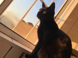 Gato raça SRD-ViraLata idade 7 a 11 meses nome Nia 