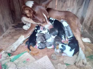 Cachorro raça SRD-ViraLata idade Abaixo de 2 meses nome Vários cachorrinhos 