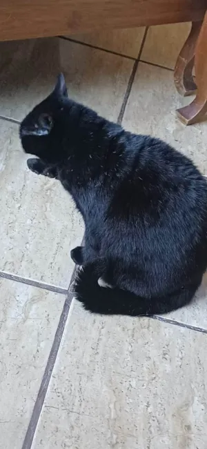 Gato raça SRD-ViraLata idade 3 anos nome Prettinha 