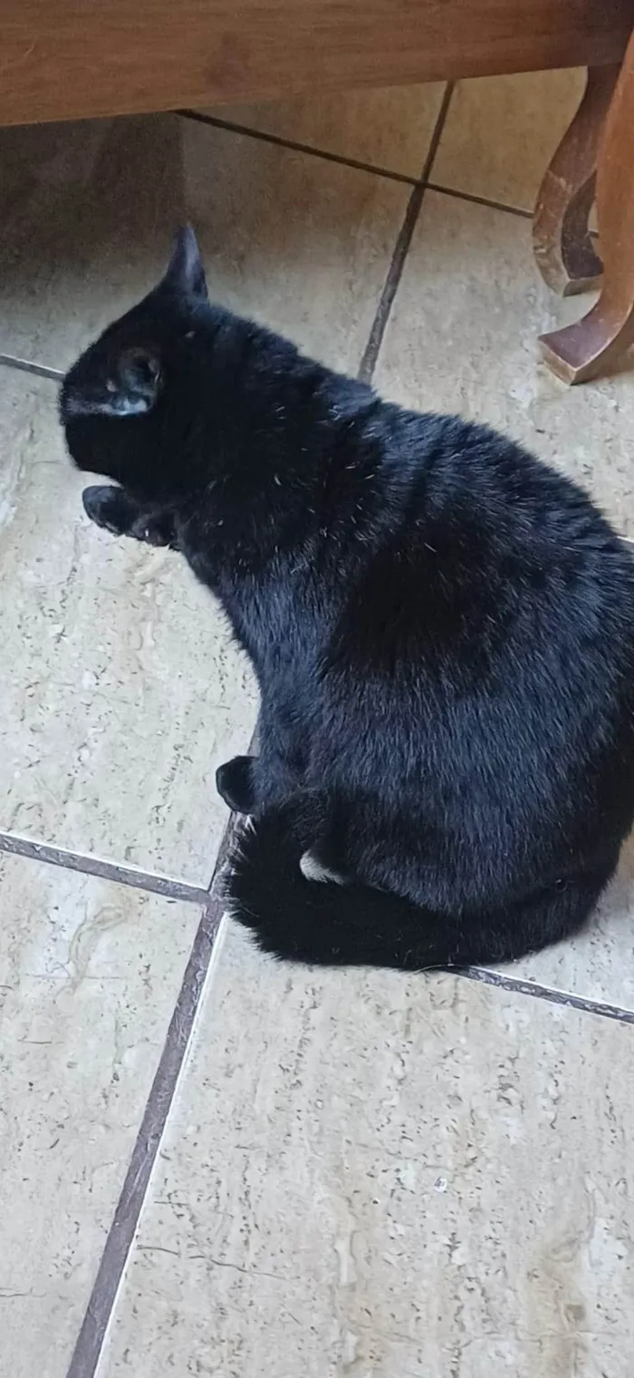 Gato ra a SRD-ViraLata idade 3 anos nome Prettinha 