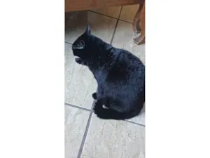 Gato raça SRD-ViraLata idade 3 anos nome Prettinha 