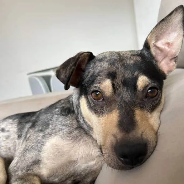 Cachorro ra a SRD-ViraLata idade 7 a 11 meses nome Atlas