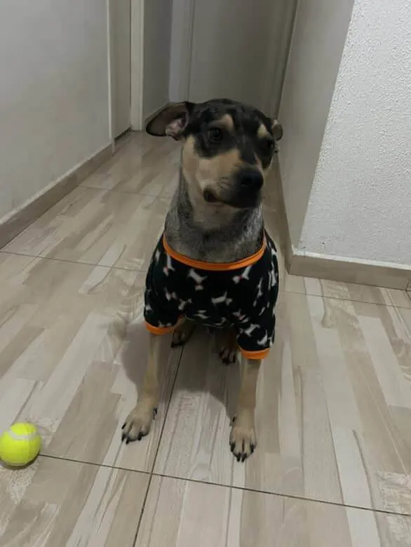 Cachorro ra a SRD-ViraLata idade 7 a 11 meses nome Atlas