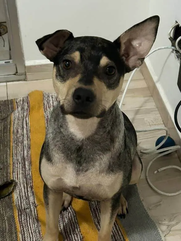 Cachorro ra a SRD-ViraLata idade 7 a 11 meses nome Atlas