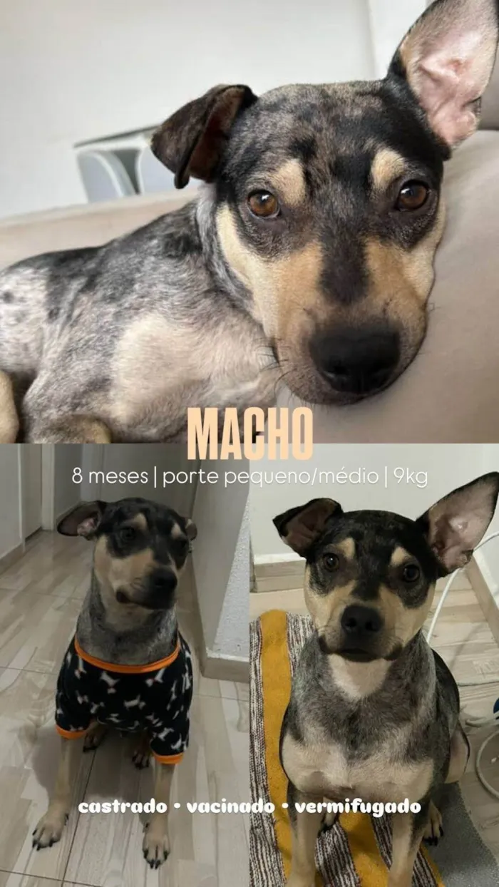 Cachorro ra a SRD-ViraLata idade 7 a 11 meses nome Atlas