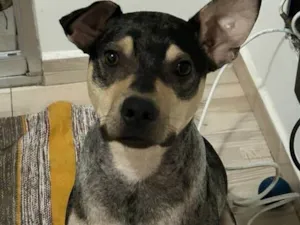 Cachorro raça SRD-ViraLata idade 7 a 11 meses nome Atlas