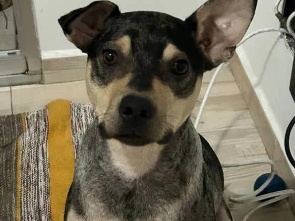Cachorro ra a SRD-ViraLata idade 7 a 11 meses nome Atlas
