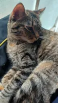 LUA 