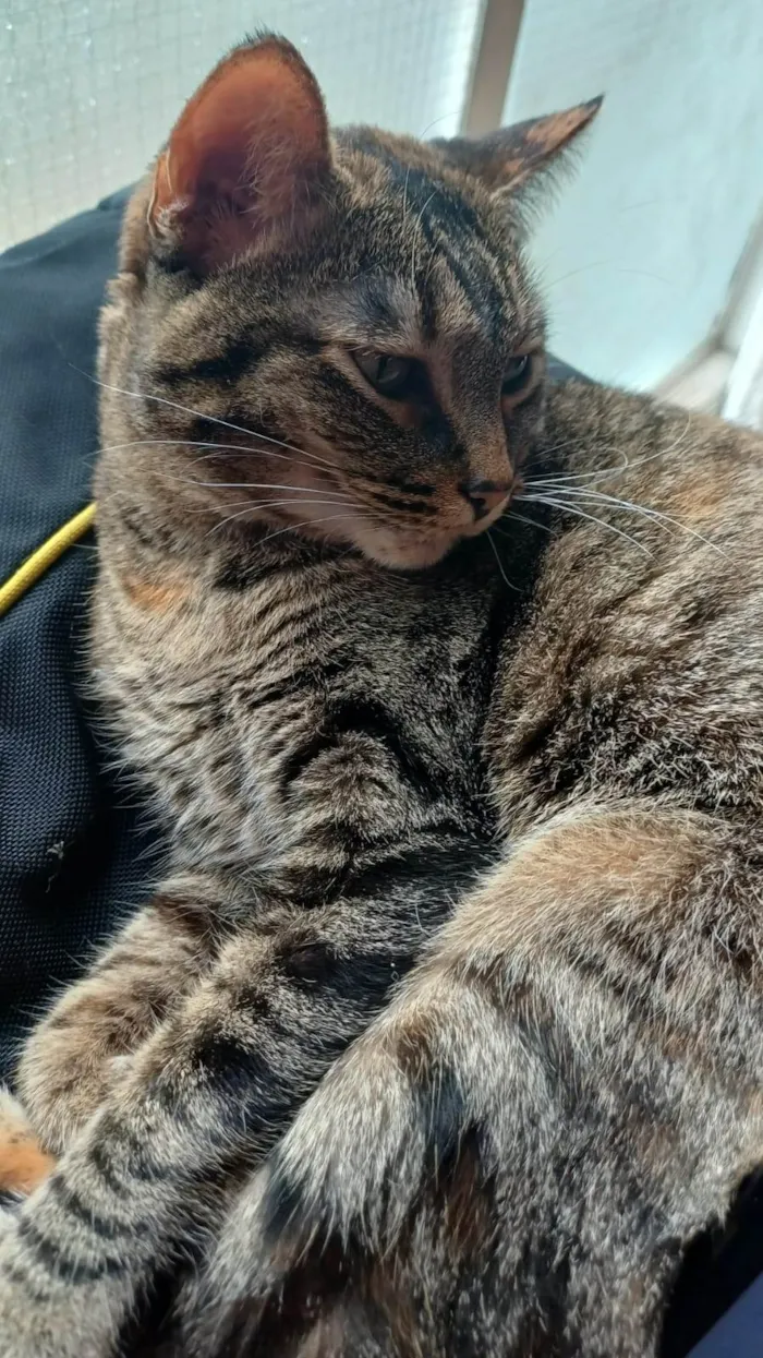 Gato ra a SRD-ViraLata idade 3 anos nome LUA 