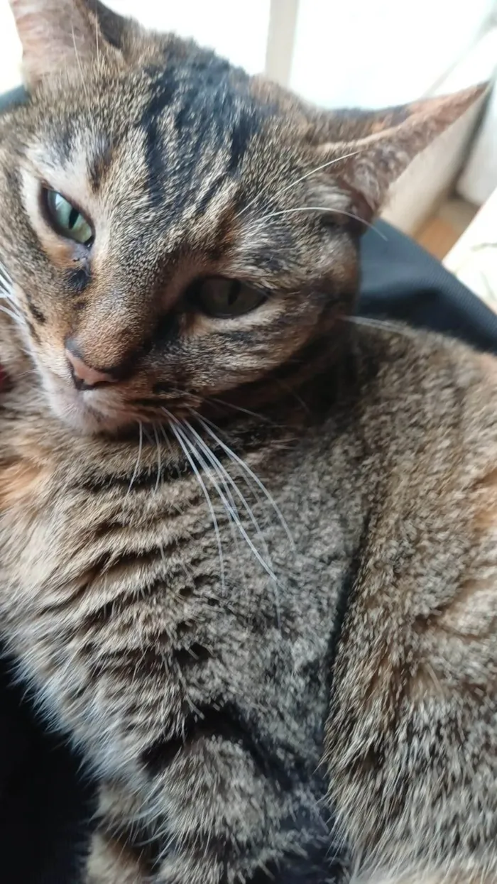 Gato ra a SRD-ViraLata idade 3 anos nome LUA 