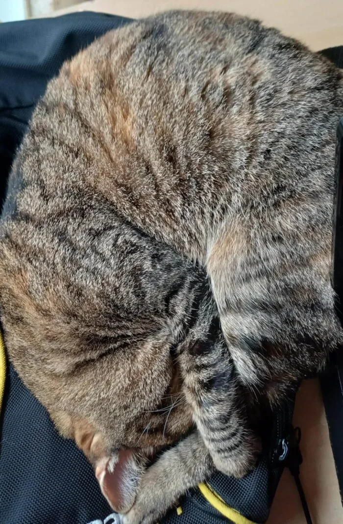 Gato ra a SRD-ViraLata idade 3 anos nome LUA 
