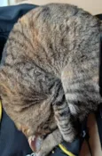 LUA