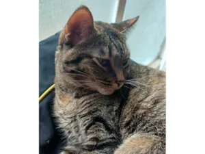 Gato raça SRD-ViraLata idade 3 anos nome LUA 