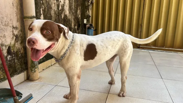 Cachorro ra a Pit-Bull idade 1 ano nome Verdun