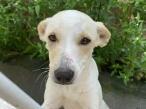 Cachorro raça SRD-ViraLata idade 2 a 6 meses nome Charlote 