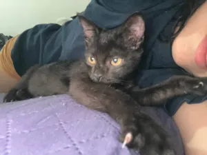 Gato raça SRD-ViraLata idade 7 a 11 meses nome Pingo 