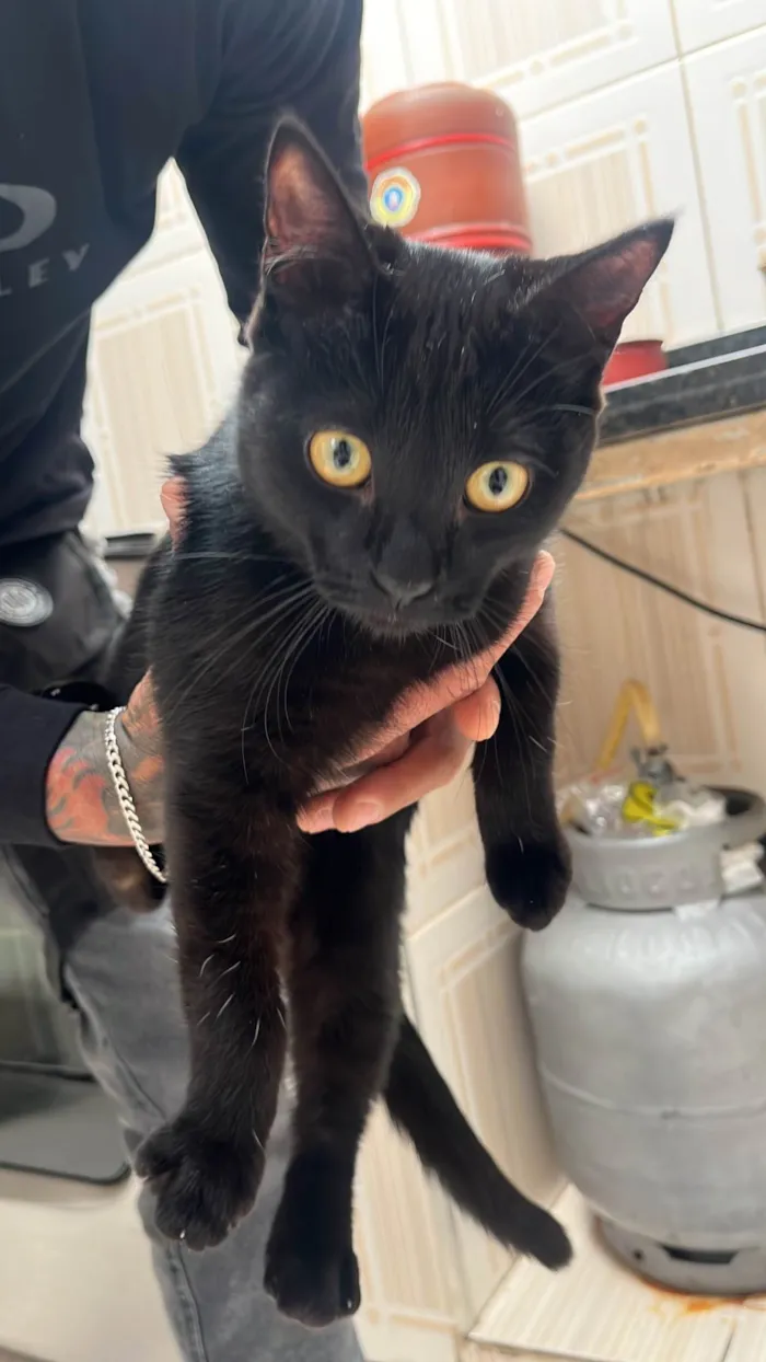Gato ra a SRD-ViraLata idade 7 a 11 meses nome Pingo 