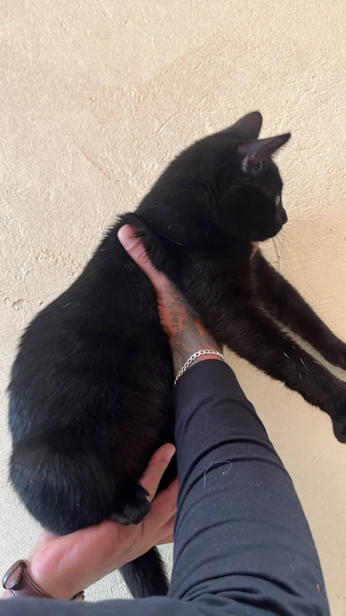 Gato ra a SRD-ViraLata idade 7 a 11 meses nome Pingo 