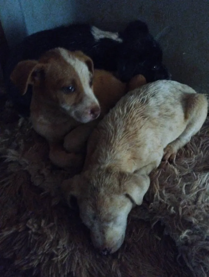 Cachorro ra a SRD-ViraLata idade Abaixo de 2 meses nome Sem nome 