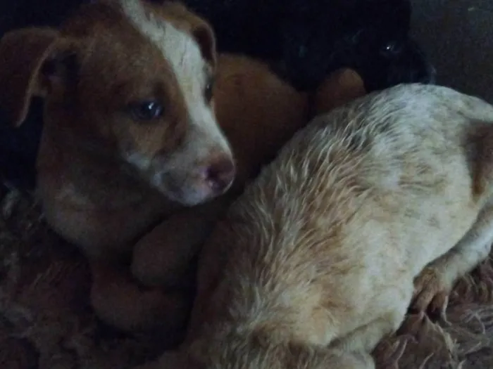 Cachorro ra a SRD-ViraLata idade Abaixo de 2 meses nome Sem nome 
