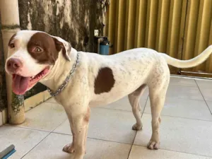 Cachorro raça Pit-Bull idade 1 ano nome Verdun