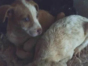 Cachorro raça SRD-ViraLata idade Abaixo de 2 meses nome Sem nome 