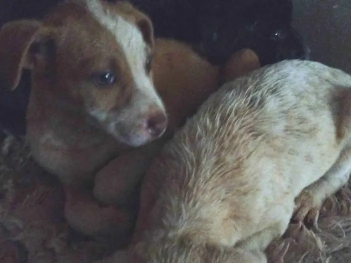 Cachorro ra a SRD-ViraLata idade Abaixo de 2 meses nome Sem nome 