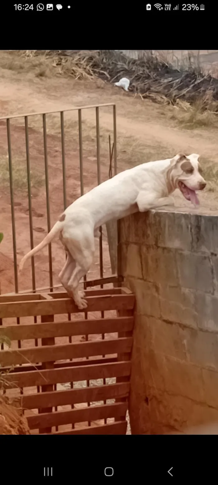 Cachorro ra a Pit-Bull idade 7 a 11 meses nome Aquiles