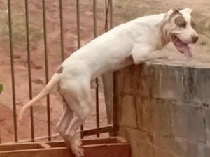Cachorro raça Pit-Bull idade 7 a 11 meses nome Aquiles