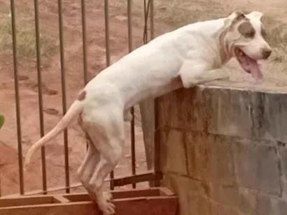Cachorro raça Pit-Bull idade 7 a 11 meses nome Aquiles