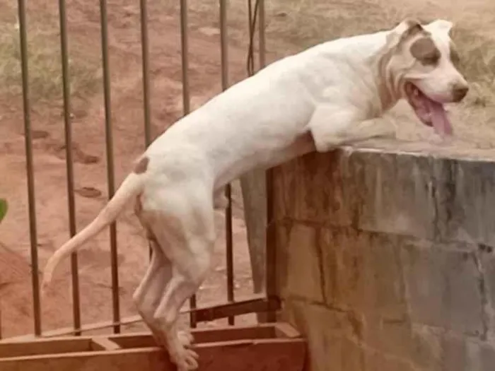 Cachorro ra a Pit-Bull idade 7 a 11 meses nome Aquiles