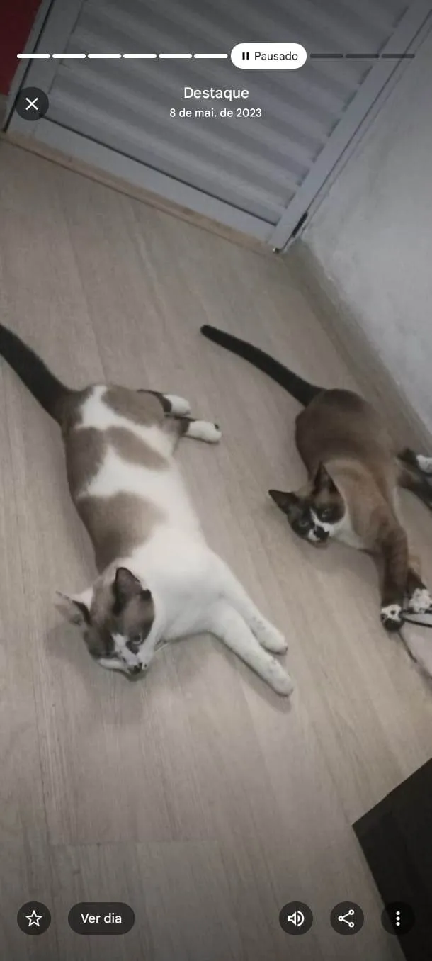 Gato ra a Siamês idade 3 anos nome Mimo e Mimosa