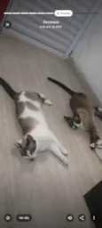 Mimo e Mimosa